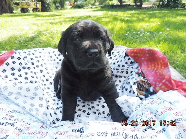 AKC BLACK LABS PUPPIES FOR SALE $ 700.00