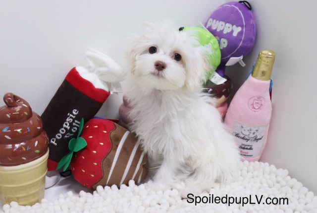 Maltipoo puppy for sale + 54163