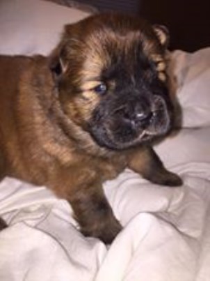 Chow Chow Puppies for Sale (4 boys - 1 black, 2 cinnamon, 1 white and 1 girl - red)