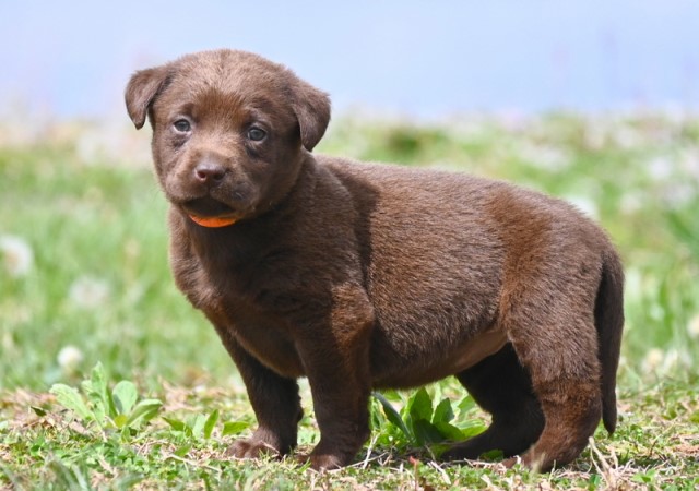 AKC Silver & Chocolate Labrador Retriever Puppies