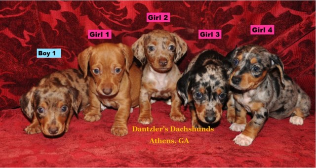 Beautiful Smooth Coat Miniature Dachshund