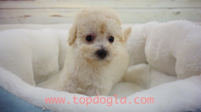 Maltipoo Puppy- Male- Sponky ($599)