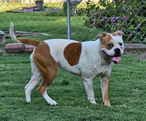 Stunning Show/Foundation Quality Female