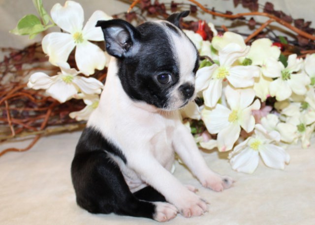 Boston Terrier puppy for sale + 65109