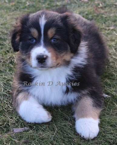 Australian Shepherd Dog puppy for sale + 55086