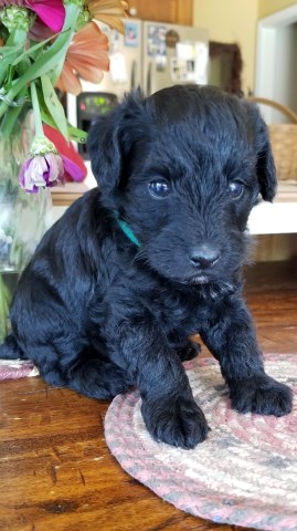SCHNOODLE PUPPIES