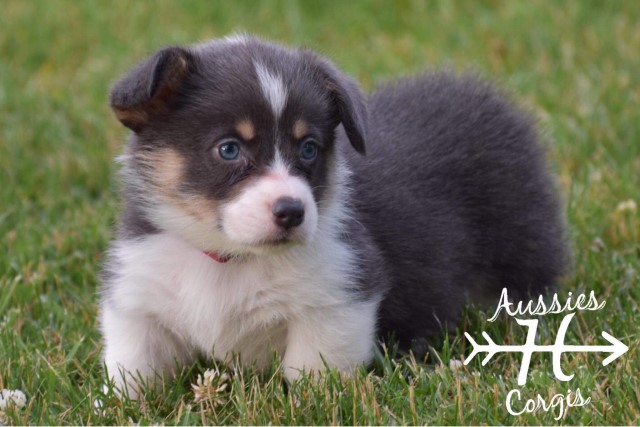 Pembroke Welsh Corgi puppy for sale + 61112