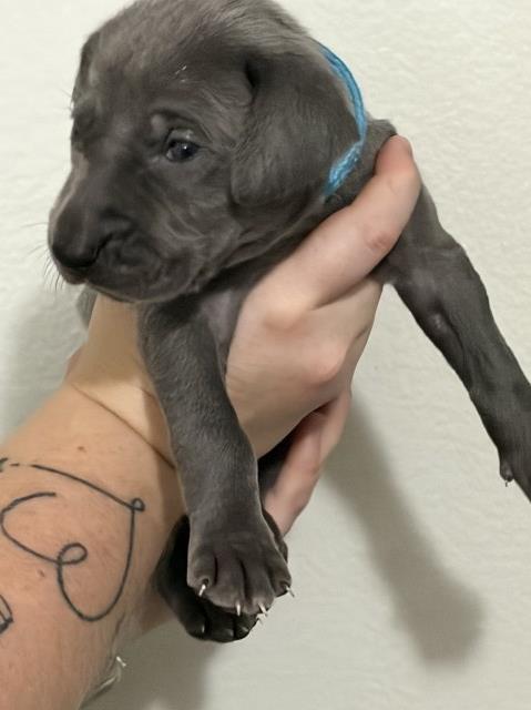 Weimaraner puppy for sale + 67169