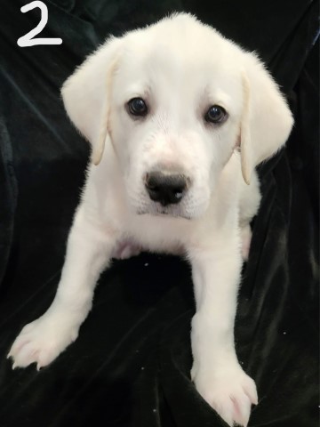 Great Pyrenees puppy for sale + 66014