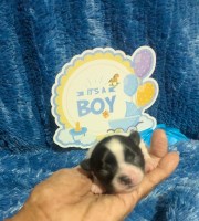 Apple Head Long Coat Chihuahua Male Pup Snoopy Chihuahua for sale/adoption