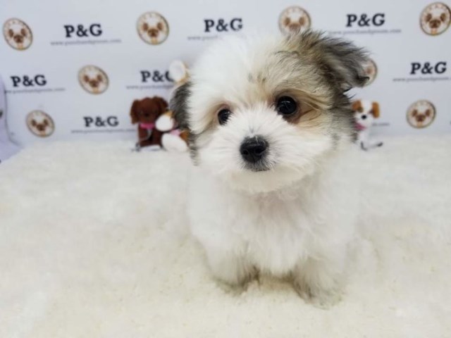 Morkie puppy for sale + 53319
