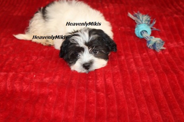 Shih Tzu puppy for sale + 66484