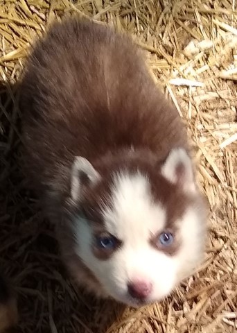 Siberian husky puppies