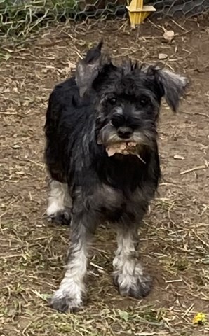 AKC miniature schnauzers looking for loving homes