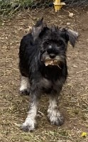 AKC miniature schnauzers looking for loving homes Miniature Schnauzer for sale/adoption