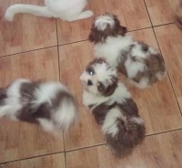 Gold and White Shih Tzu Male Shih Tzu for sale/adoption