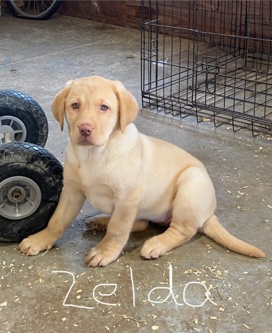 Labrador Retriever puppy for sale + 67000