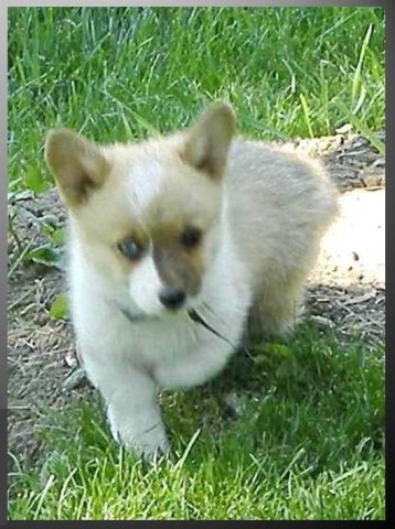 Pembroke Corgi 'Franky'