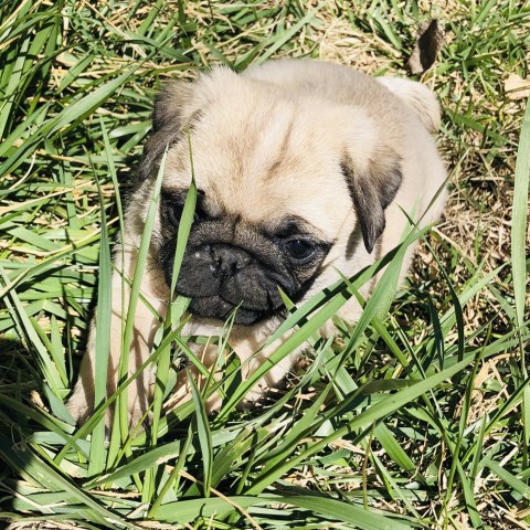 Purebred Male Pug Puppy