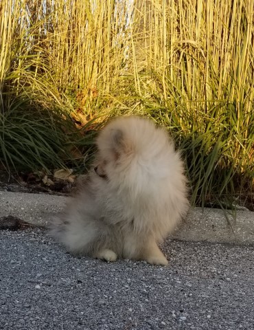 Pomeranian puppy for sale + 60944