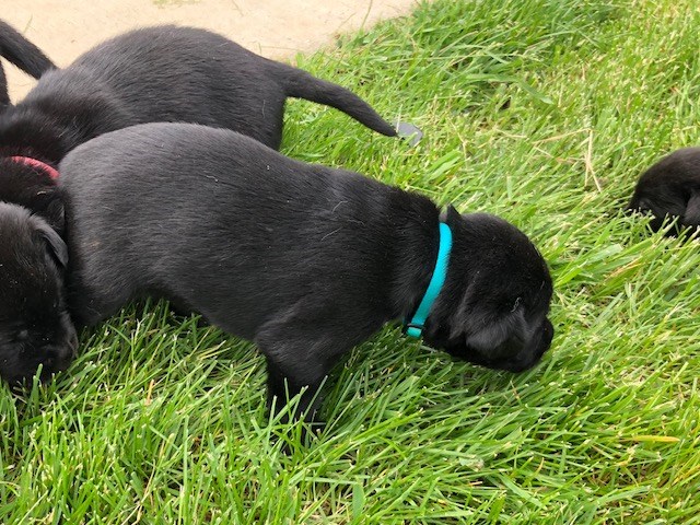 Black Lab Male Puppies