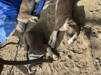 Pups looking for home American Pit Bull Terrier for sale/adoption