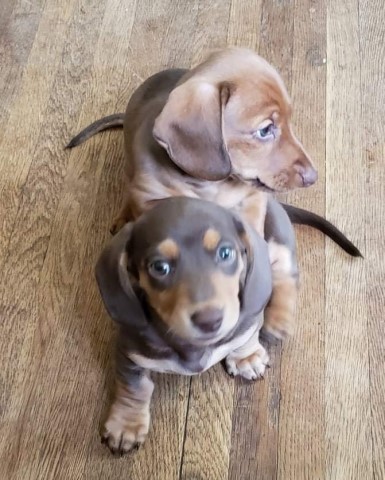 Miniature dacshund pups