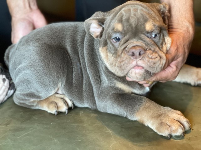 AKC Lilac English Bulldog