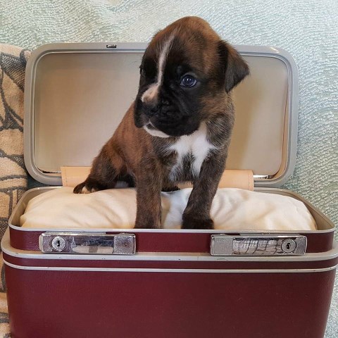 Boxer puppy for sale + 49972