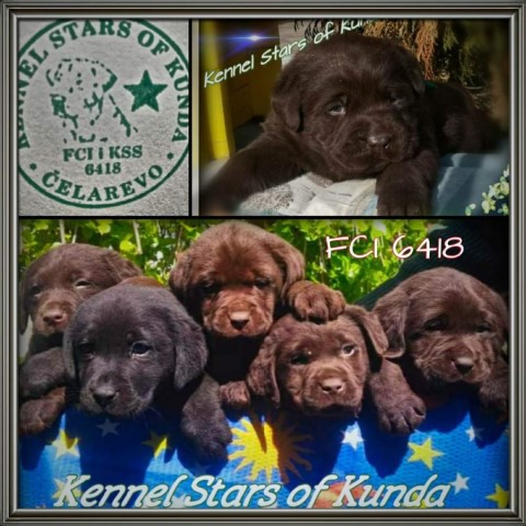 Elite Labradors Retrievers Star of Kunda