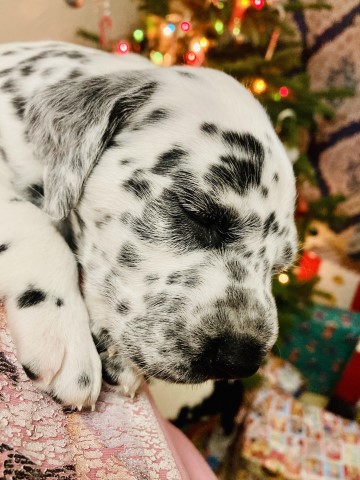 Dalmatian puppy for sale + 64351