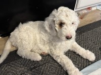 Mini Goldendoodles Goldendoodle for sale/adoption