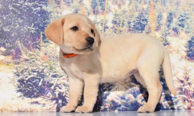 Labrador Retriever puppy for sale + 52496