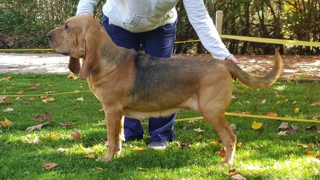 Puppies due April 2020!