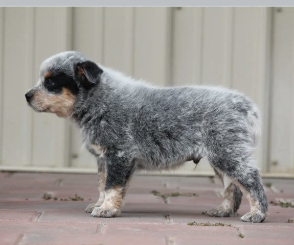 Australian Cattle Dog puppy for sale + 61651