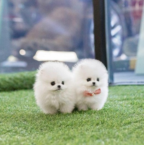 Teacup Pomeranian puppy