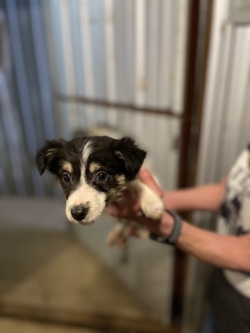 Border Collie puppy for sale + 64605
