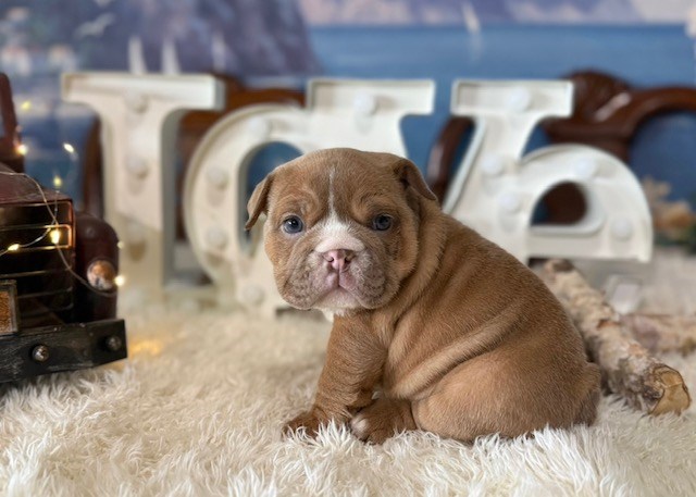 English Bulldog, F, Chocolate Fawn