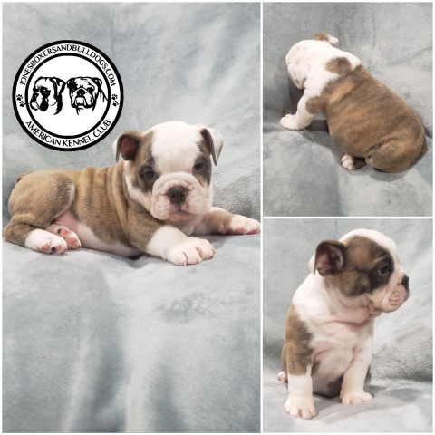 English Bulldog puppy for sale + 65685