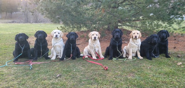 English Labrador Puppies, Obedience Trained, Ready in April