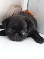 Orange Bow - Black Female Pug Puppy - Ready Feb 21st Pug for sale/adoption