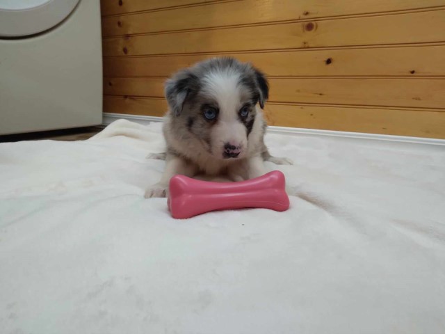 ABCA Border Collie Blue Merle Puppy #2