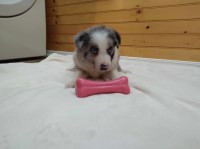 ABCA Border Collie Blue Merle Puppy #2 Border Collie for sale/adoption