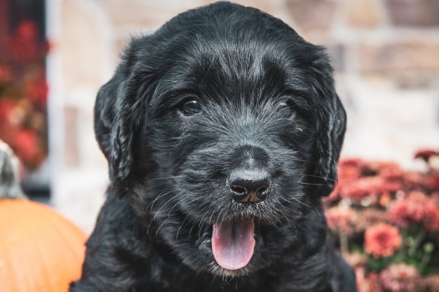 Labradoodle puppy for sale + 62436