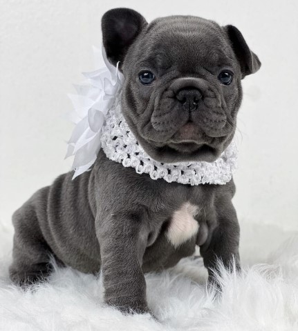 Potty trained French Bulldog puppies