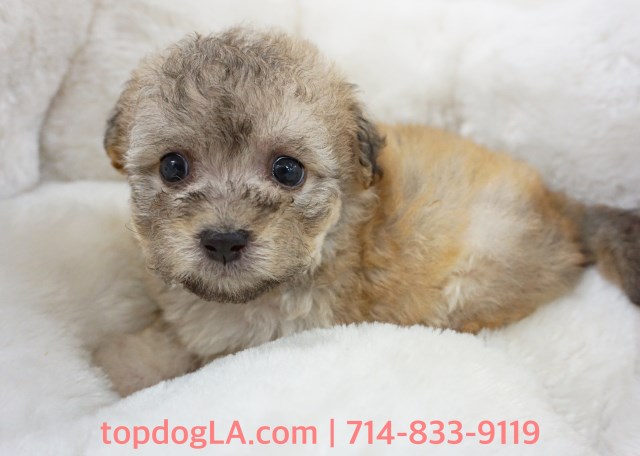 Maltipoo puppy for sale + 53082