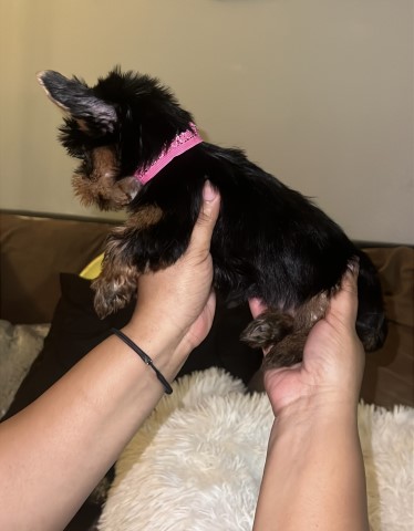 Yorkshire Terrier puppy for sale + 66030