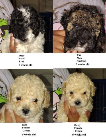 miniature poodles.