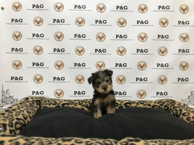 Yorkshire Terrier puppy for sale + 51378