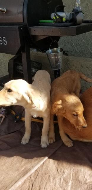 Golden retriever puppies